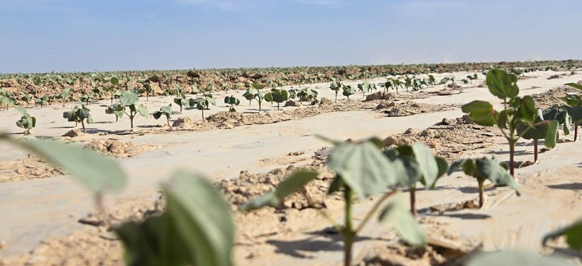 хлопок, поле