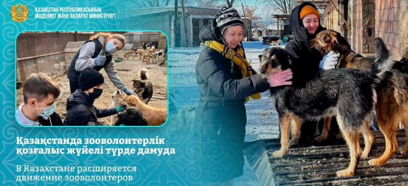 зооволонтерское движение