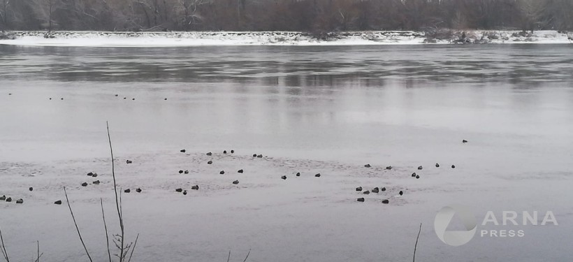 утки на Иртыше