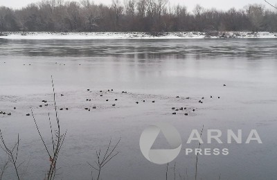 утки на Иртыше