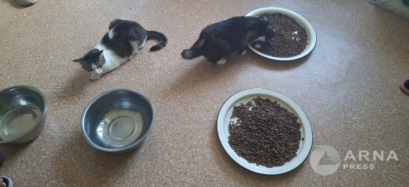 кошки в приюте