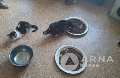 кошки в приюте