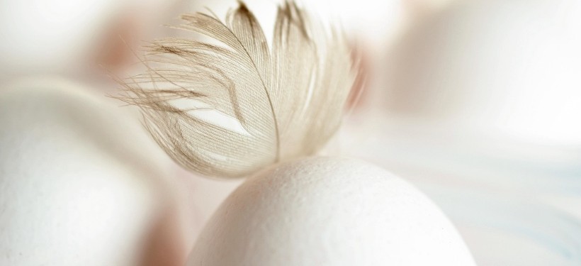 Куриные яйца временно запретили ввозить в Казахстан