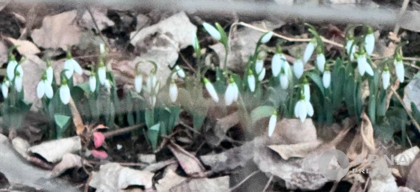 подснежники