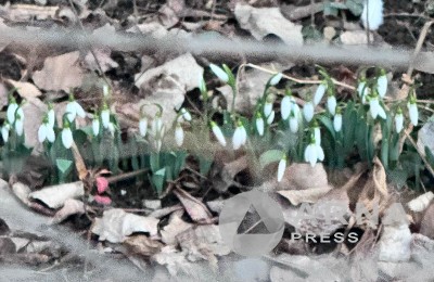 подснежники