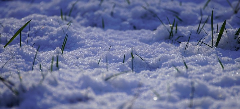 снег, зима, погода