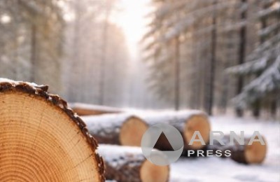 лес, врубка