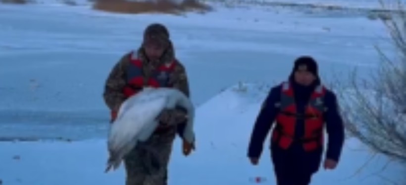 спасение лебедя