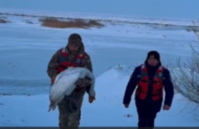 спасение лебедя