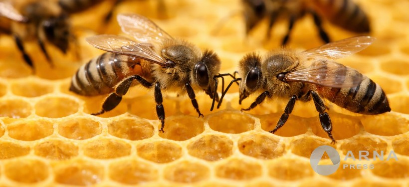 ара шаруашылығы, дамуда, өндіріс