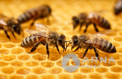 ара шаруашылығы, дамуда, өндіріс