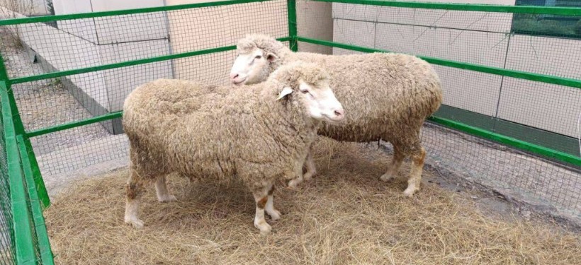 қой, шаруашылық, селекция