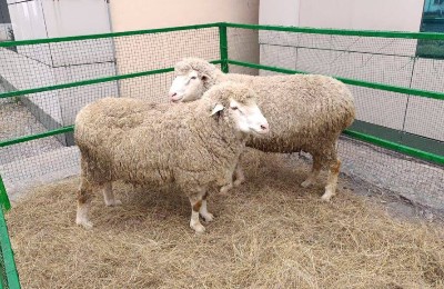 қой, шаруашылық, селекция