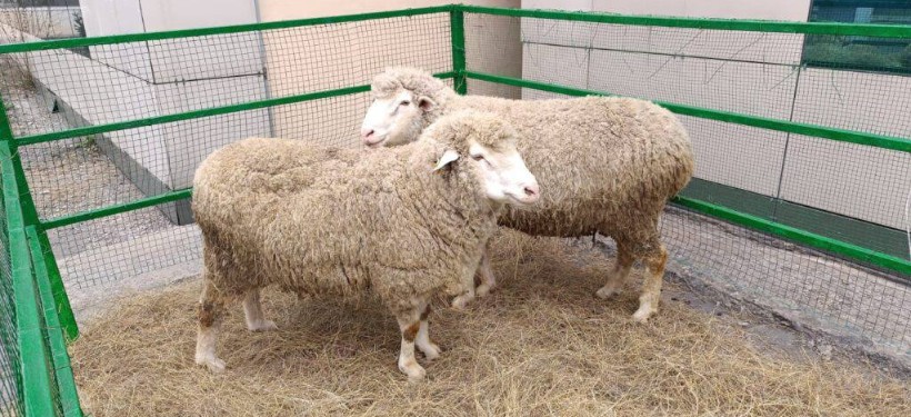 овцеводство