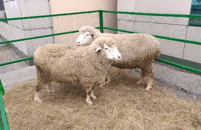 овцеводство