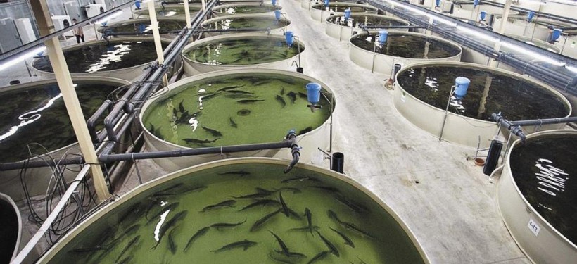 балық, өсіру, Атырау