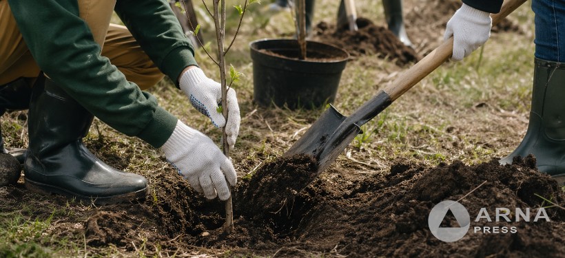 сажают деревья