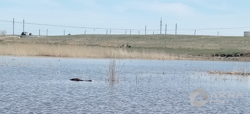 туши животных в водоеме
