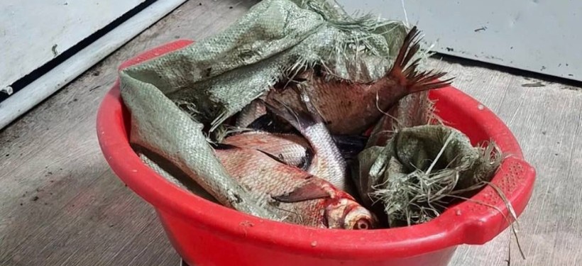 балық, заңсыз, ұсталды