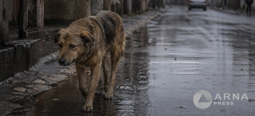 бездомная собака на улице