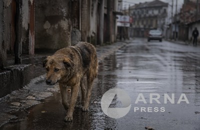 бездомная собака на улице