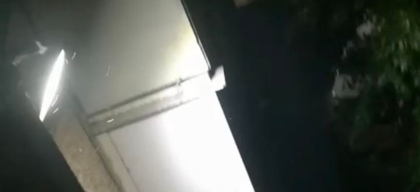 насекомые на балконе
