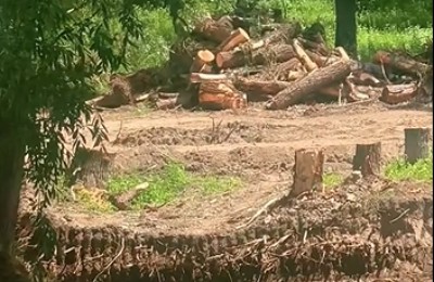 спиленные деревья