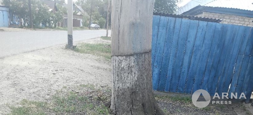 сухое дерево