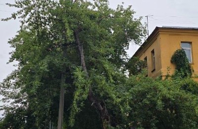 деревья