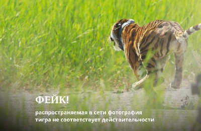 жалған, фото, жолбарыс